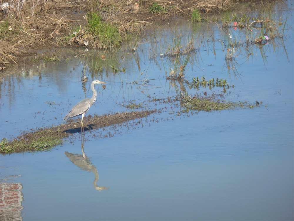 Gri balıkçıl » Grey Heron » Ardea cinerea