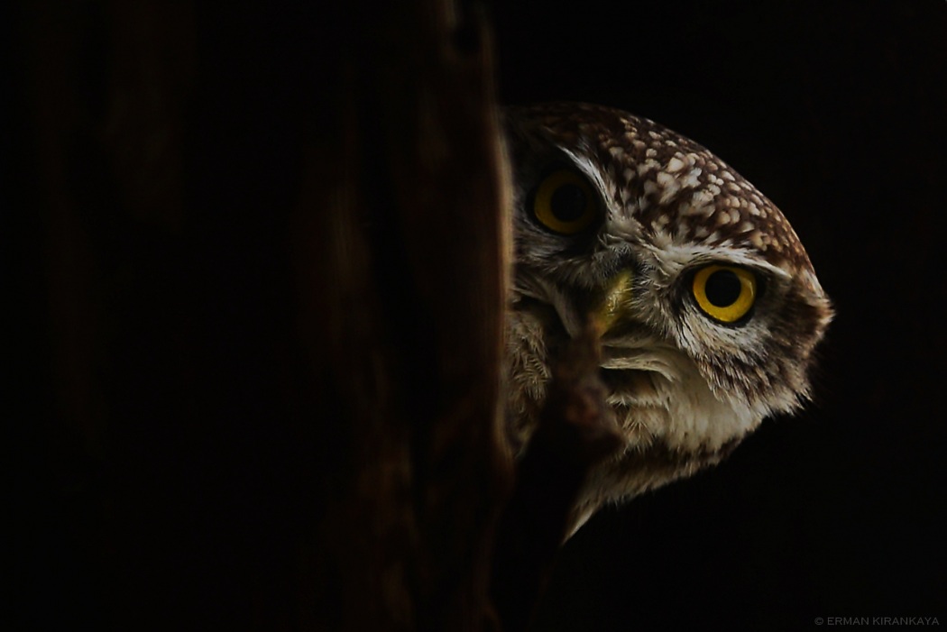 Kukumav » Little Owl » Athene noctua