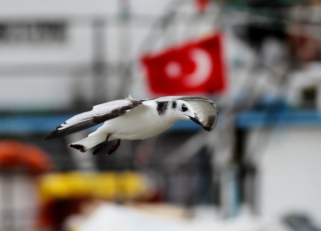 Karaayaklı martı