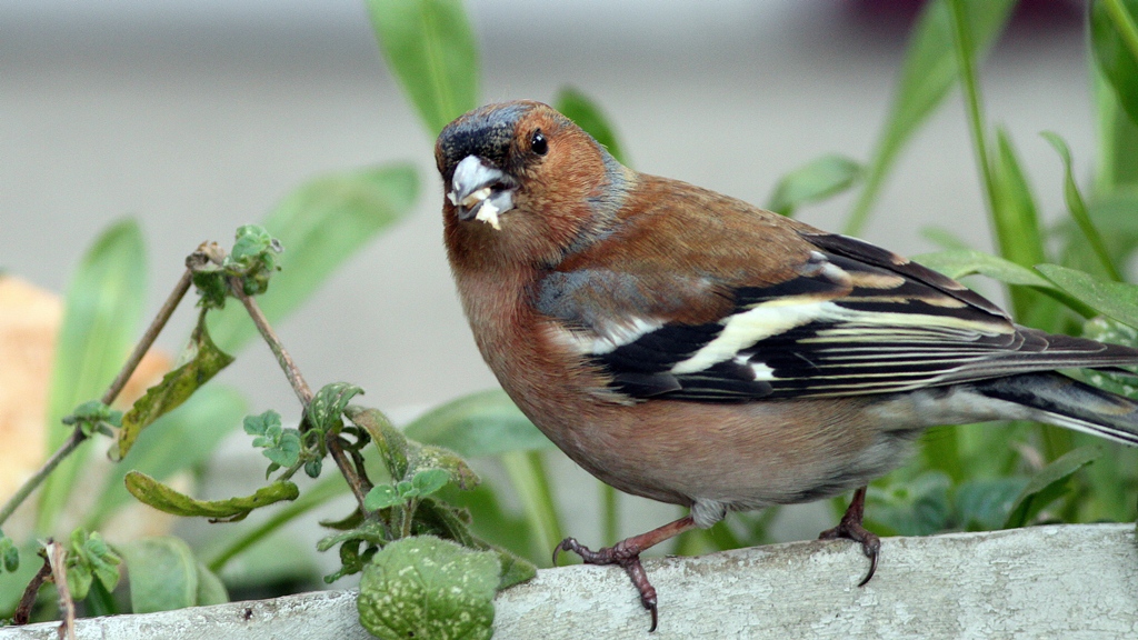 İspinoz » Common Chaffinch » Fringilla coelebs
