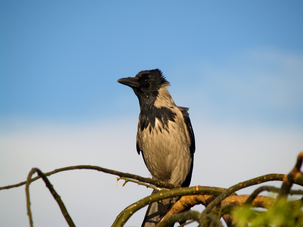 Leş kargası » Hooded Crow » Corvus cornix