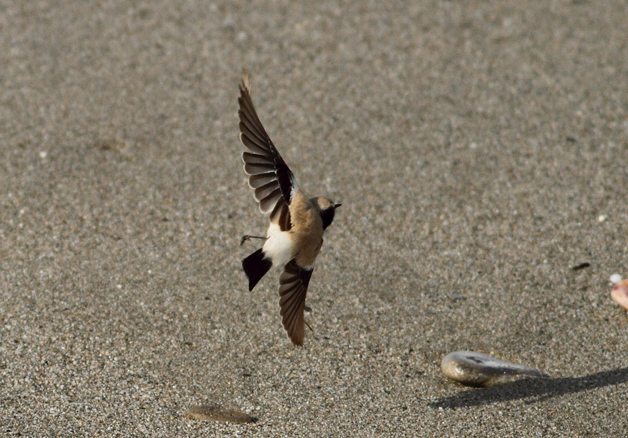Çöl kuyrukkakanı » Desert Wheatear » Oenanthe deserti
