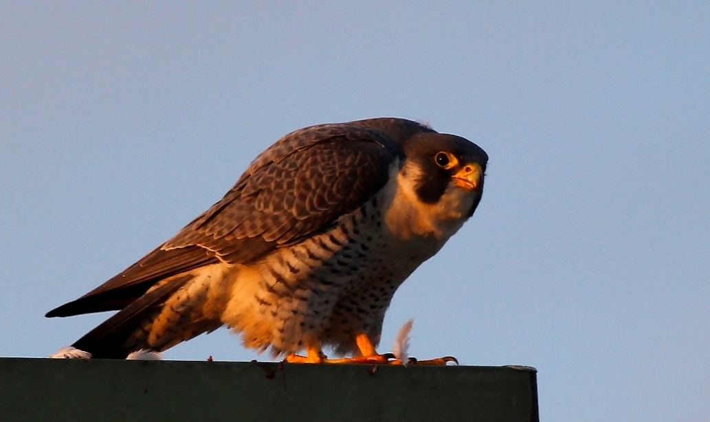 Gök doğan » Peregrine Falcon » Falco peregrinus
