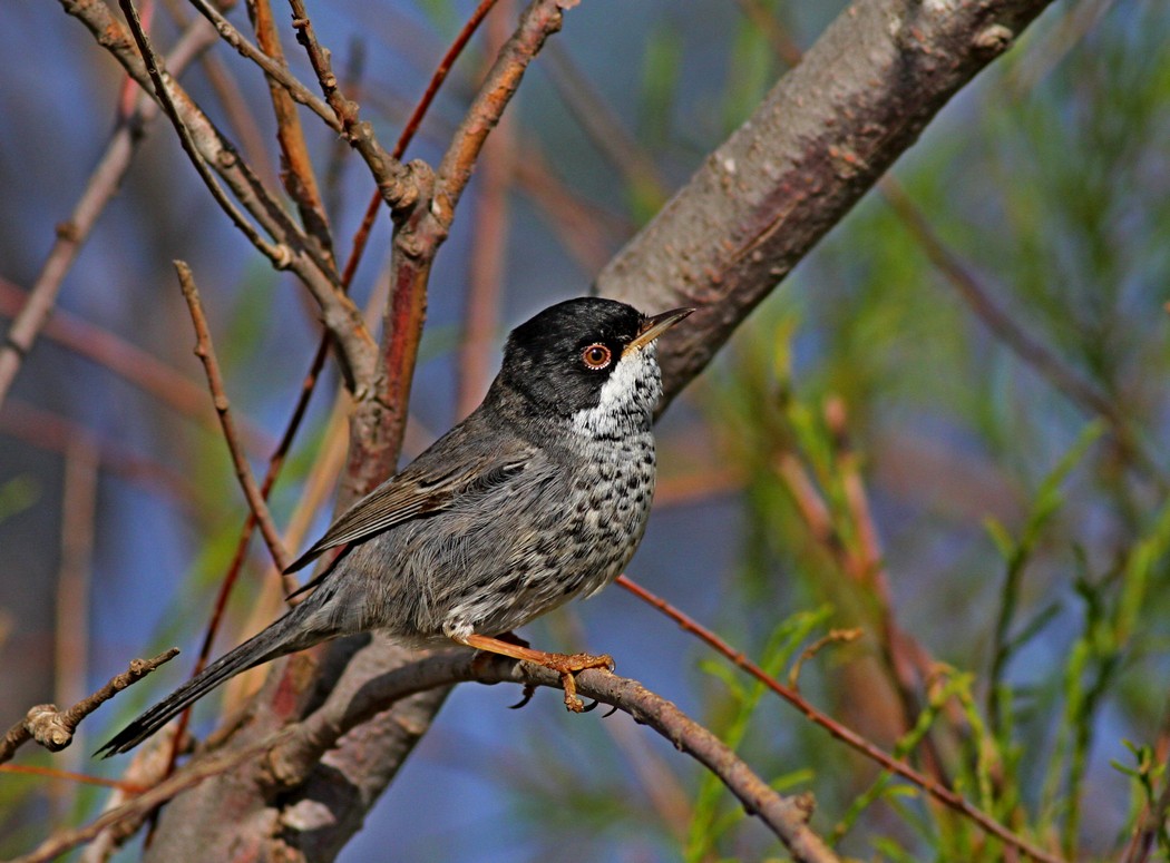 Kıbrıs ötleğeni » Cyprus Warbler » Sylvia melanothorax