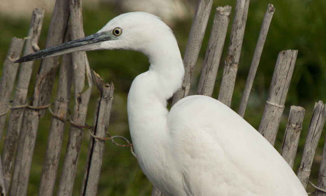 Küçük ak balıkçıl » Little Egret » Egretta garzetta