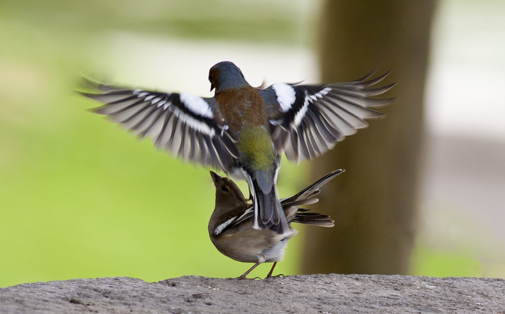 İspinoz » Common Chaffinch » Fringilla coelebs