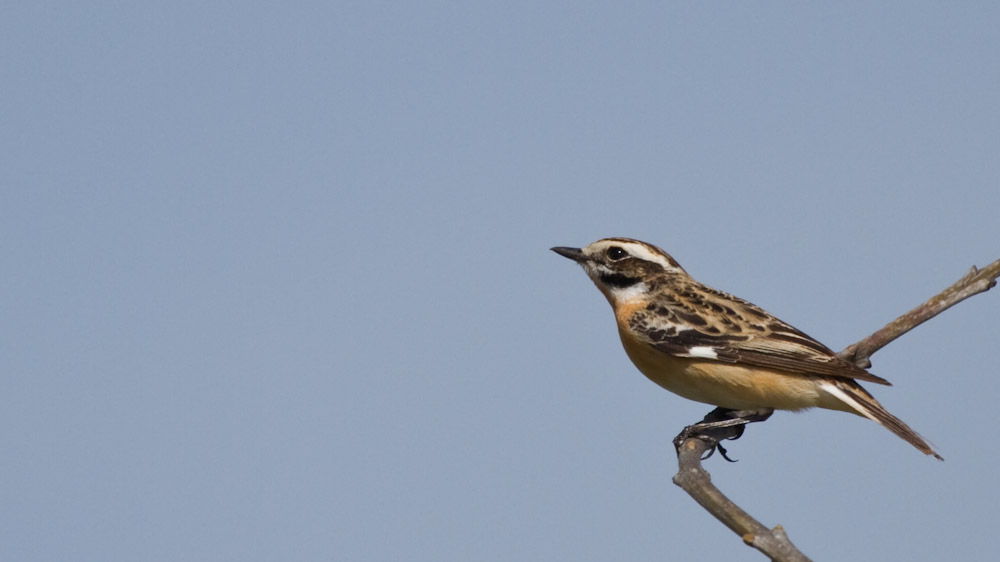 Çayır taşkuşu » Whinchat » Saxicola rubetra