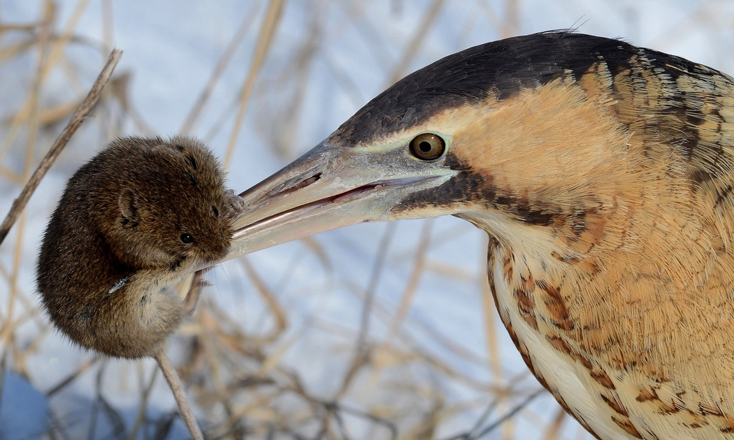 Balaban » Eurasian Bittern » Botaurus stellaris