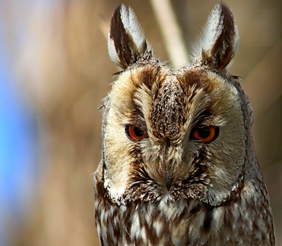 Kulaklı orman baykuşu » Long-eared Owl » Asio otus
