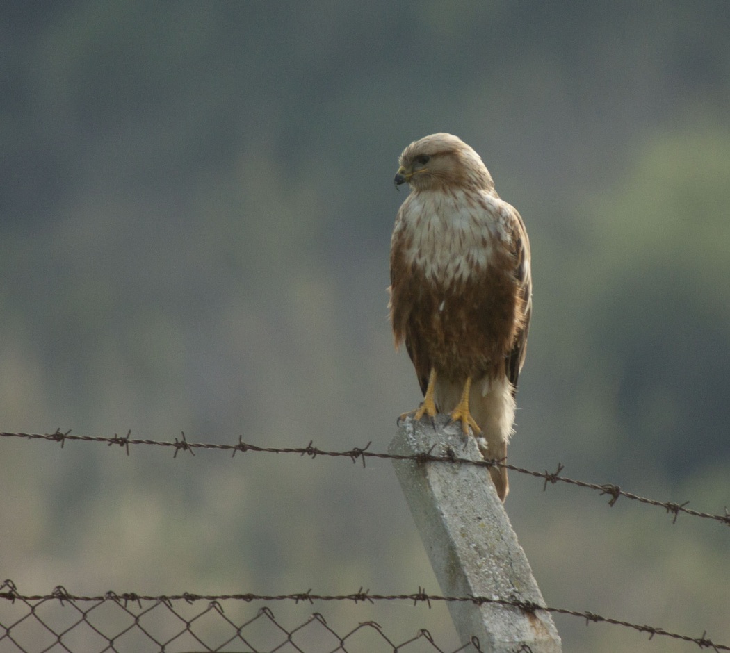 Kızıl şahin » Long-legged Buzzard » Buteo rufinus