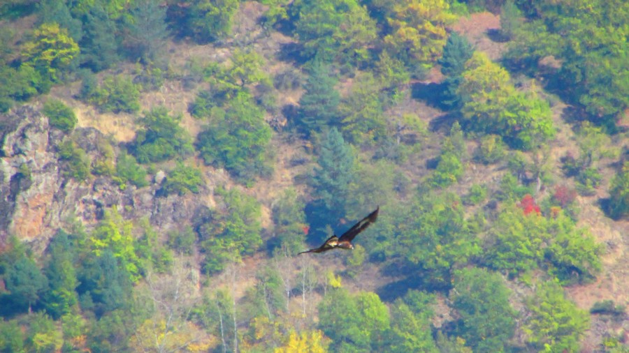 Kaya kartalı » Golden Eagle » Aquila chrysaetos