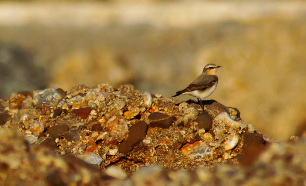Kuyrukkakan » Northern Wheatear » Oenanthe oenanthe