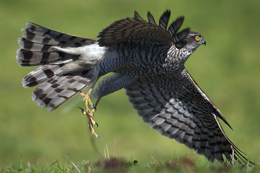 Atmaca » Eurasian Sparrowhawk » Accipiter nisus