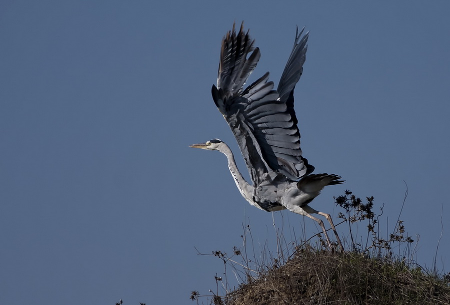 Gri balıkçıl » Grey Heron » Ardea cinerea