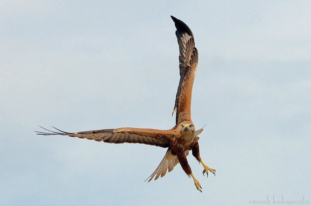 Kızıl şahin » Long-legged Buzzard » Buteo rufinus