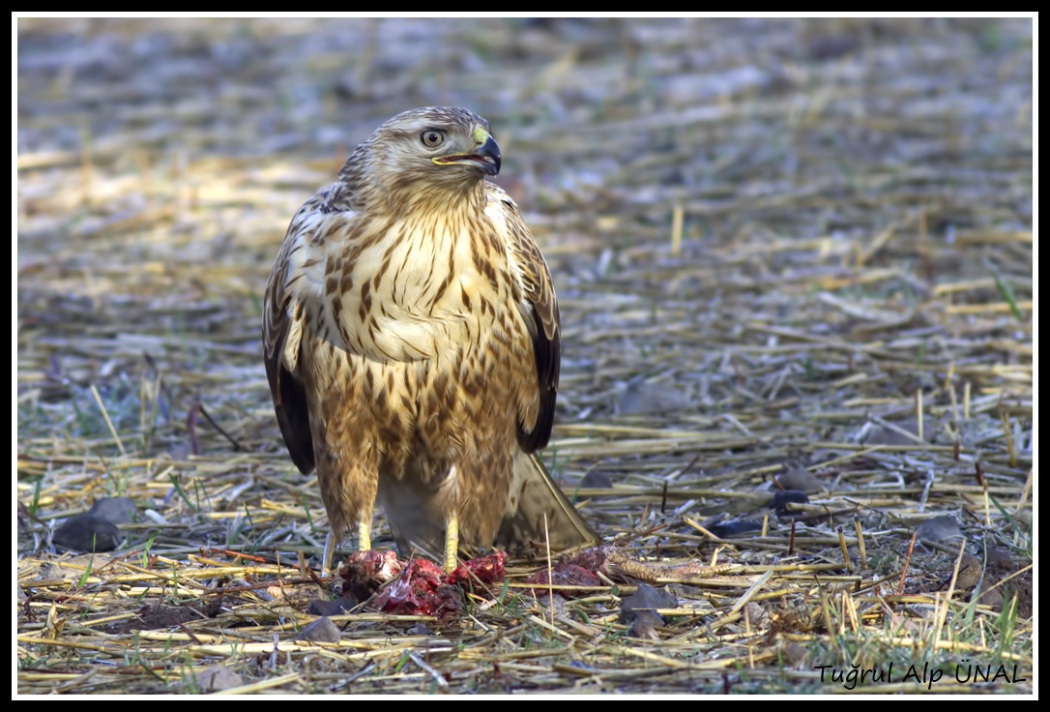 Kızıl şahin » Long-legged Buzzard » Buteo rufinus