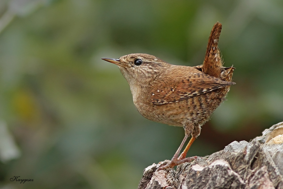 Çitkuşu » Eurasian Wren » Troglodytes troglodytes