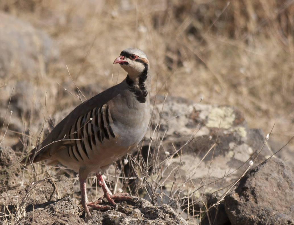 Kınalı keklik » Chukar Partridge » Alectoris chukar