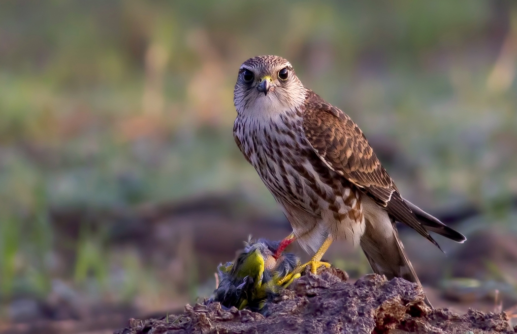 Boz doğan » Merlin » Falco columbarius
