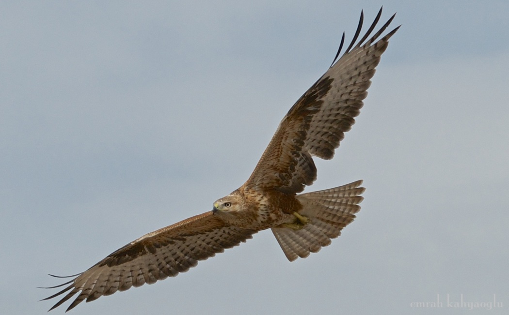 Kızıl şahin » Long-legged Buzzard » Buteo rufinus