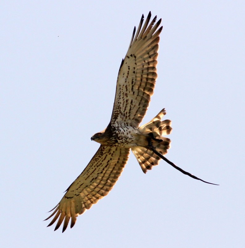 Yılan kartalı » Short-toed Snake Eagle » Circaetus gallicus