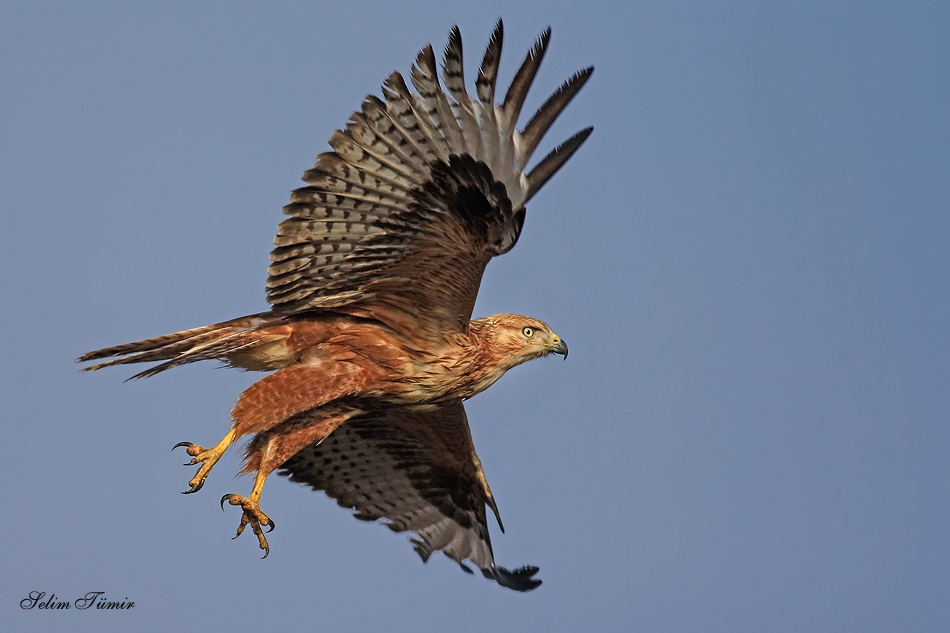 Kızıl şahin » Long-legged Buzzard » Buteo rufinus