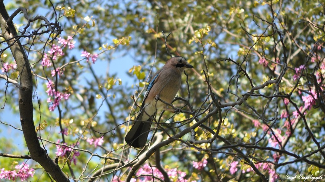 Alakarga » Eurasian Jay » Garrulus glandarius