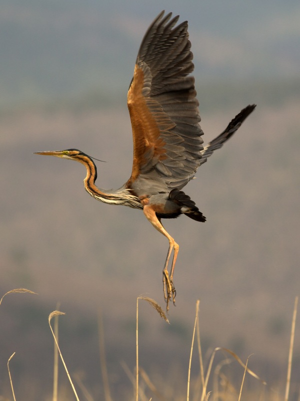 Erguvani balıkçıl » Purple Heron » Ardea purpurea