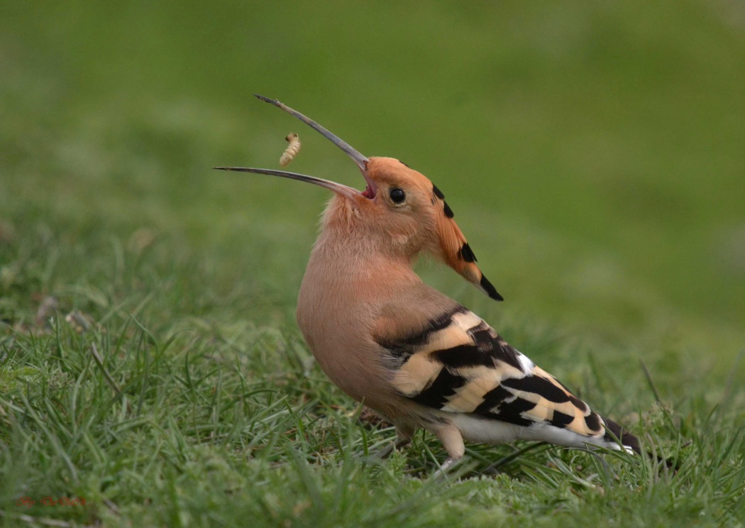 İbibik » Eurasian Hoopoe » Upupa epops