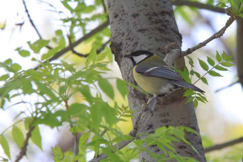 Büyük baştankara » Great Tit » Parus major