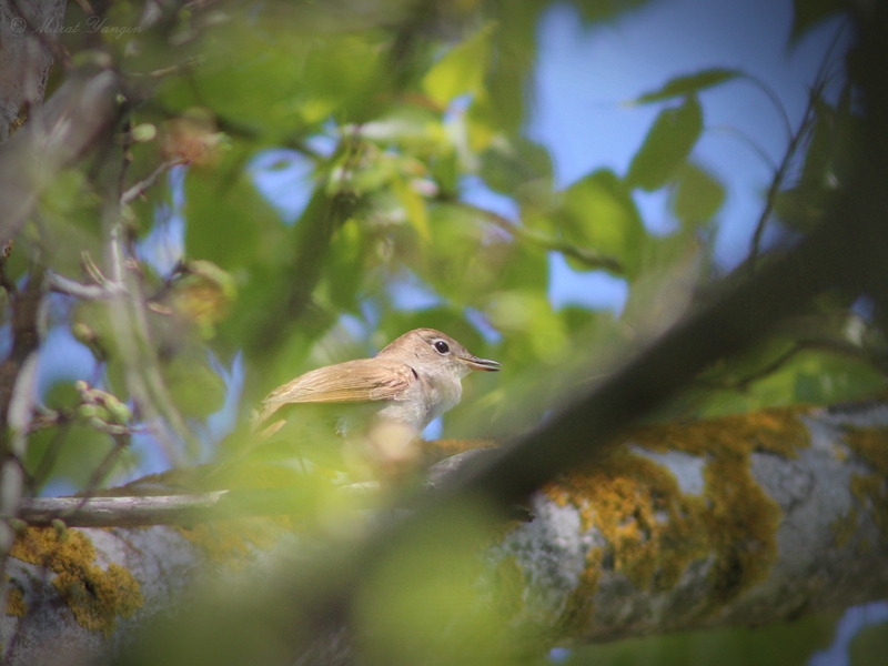 Bülbül » Common Nightingale » Luscinia megarhynchos