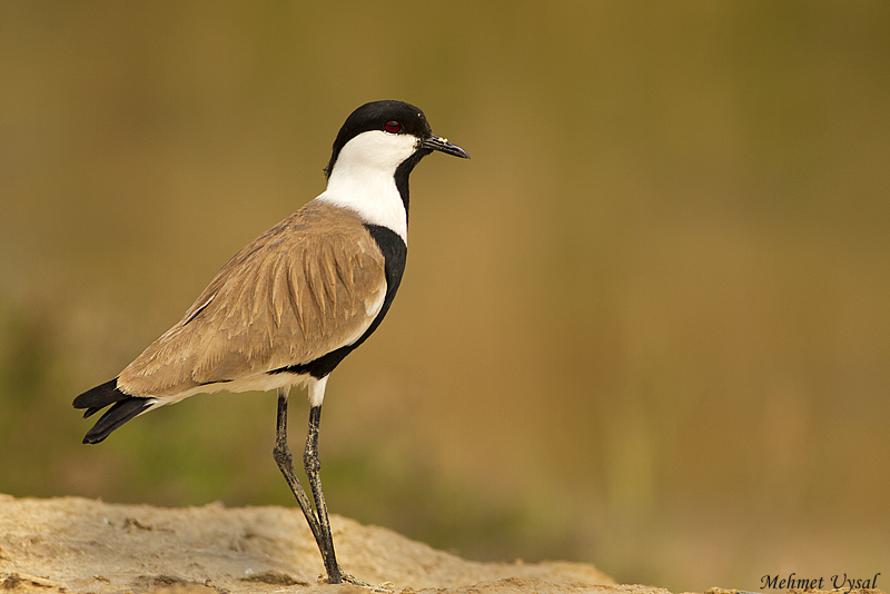 Mahmuzlu kızkuşu » Spur-winged Lapwing » Vanellus spinosus