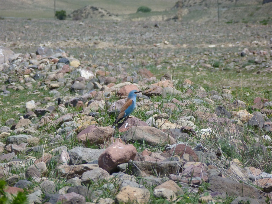 Gökkuzgun » European Roller » Coracias garrulus