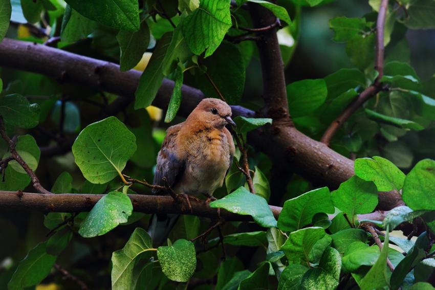 Küçük kumru » Laughing Dove » Spilopelia senegalensis