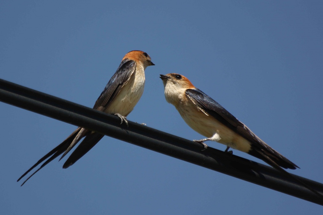 Kızıl kırlangıç » Red-rumped Swallow » Cecropis rufula