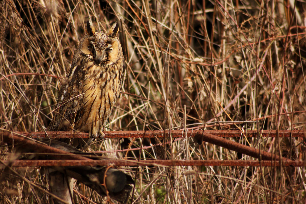 Kulaklı orman baykuşu » Long-eared Owl » Asio otus
