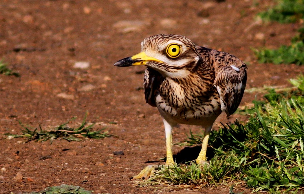 Kocagöz » Eurasian Stone-curlew » Burhinus oedicnemus