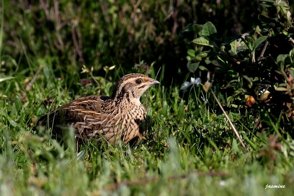 Bıldırcın » Common Quail » Coturnix coturnix