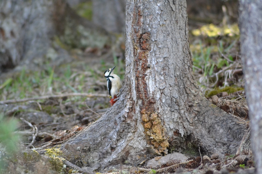 Orman alaca ağaçkakanı » Great Spotted Woodpecker » Dendrocopos major