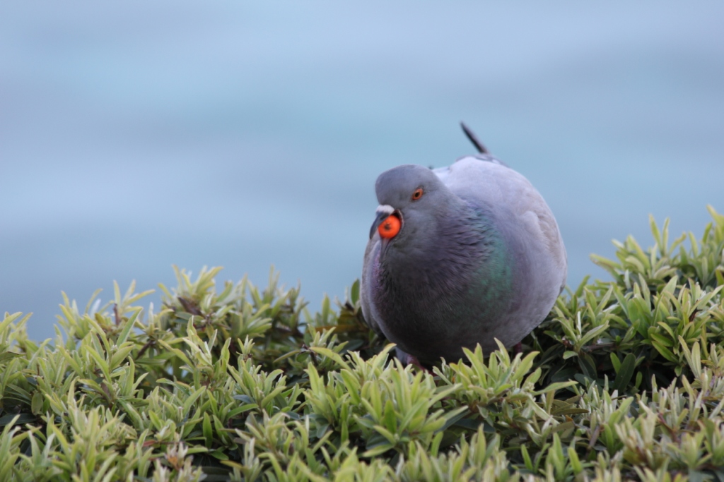 Kaya güvercini » Rock Dove » Columba livia