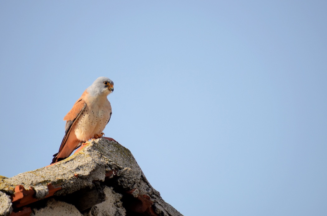 Küçük kerkenez » Lesser Kestrel » Falco naumanni