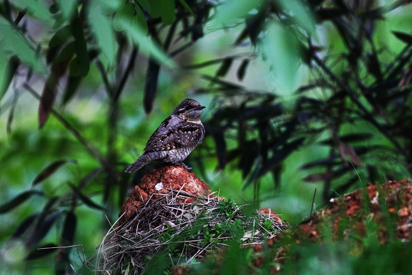 Boyunçeviren » Eurasian Wryneck » Jynx torquilla