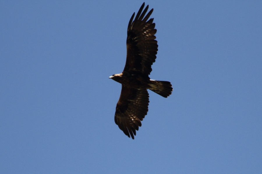 Kaya kartalı » Golden Eagle » Aquila chrysaetos