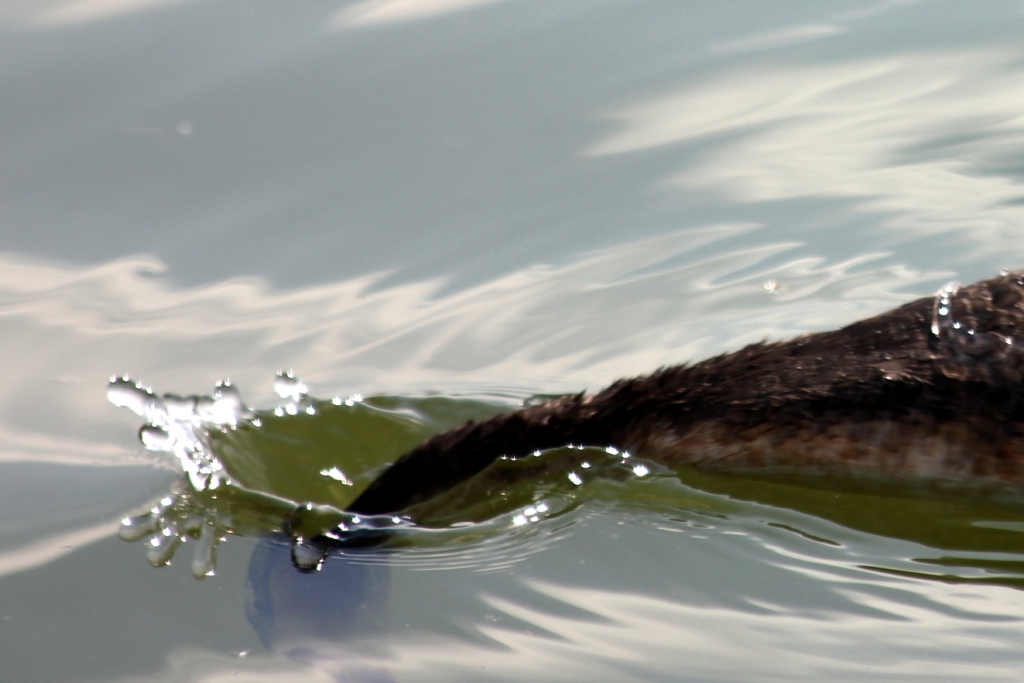 Bahri » Great Crested Grebe » Podiceps cristatus