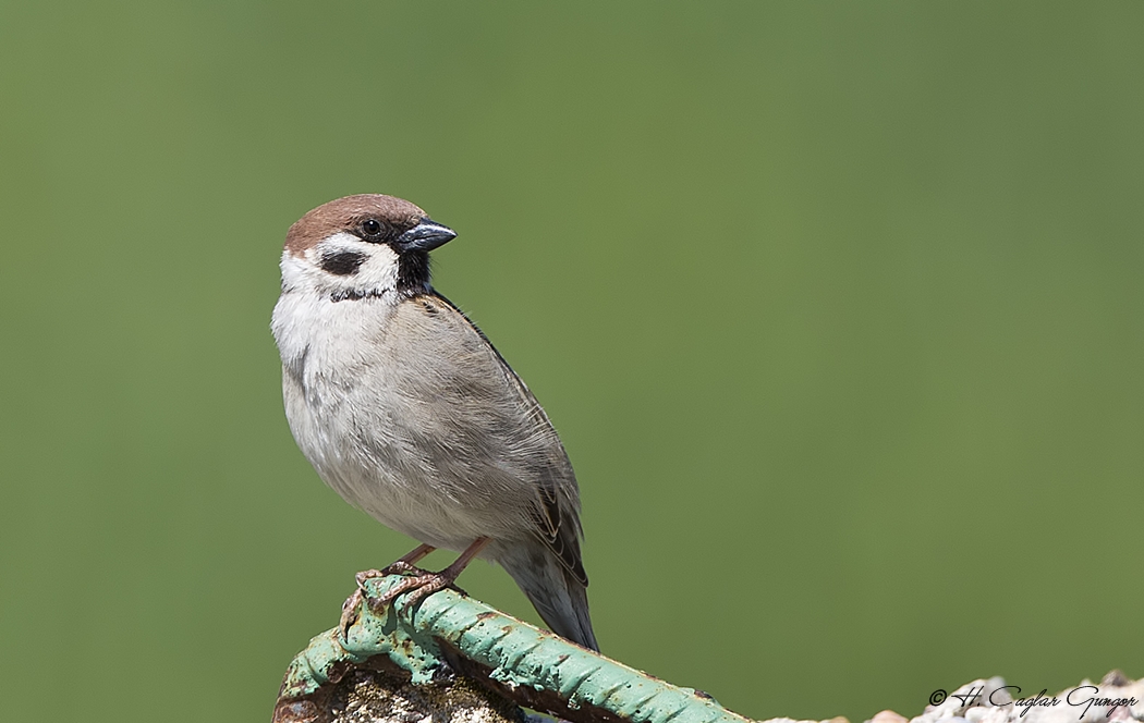 Ağaç serçesi