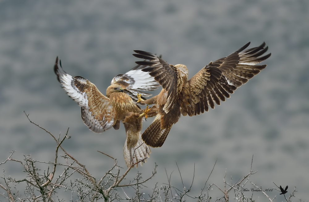 Kızıl şahin » Long-legged Buzzard » Buteo rufinus