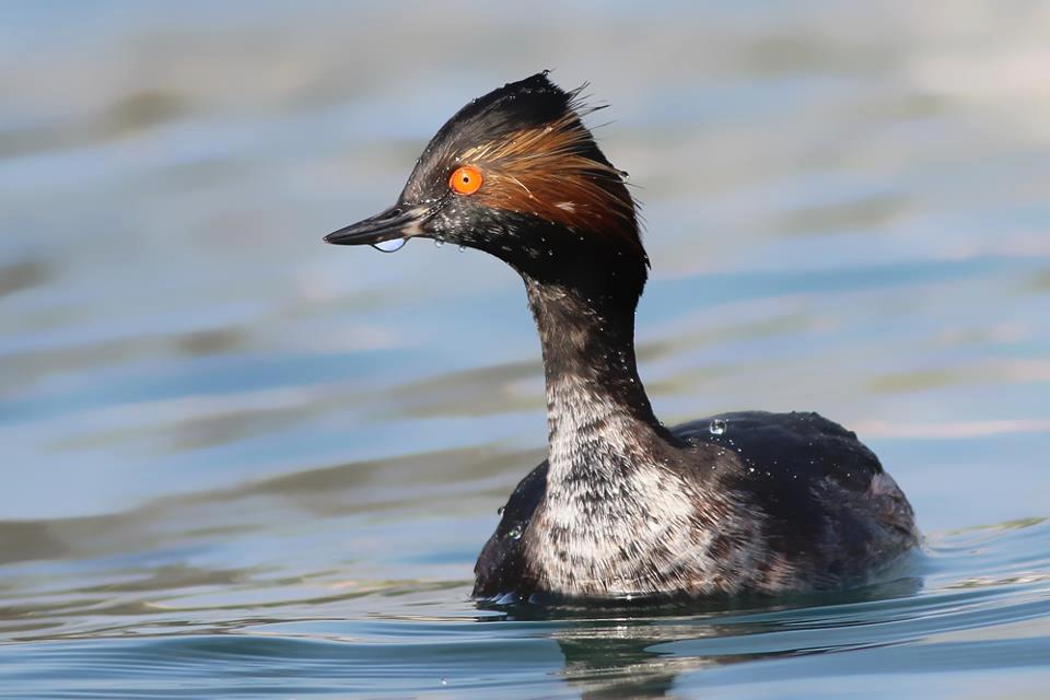 Karaboyunlu batağan » Black-necked Grebe » Podiceps nigricollis
