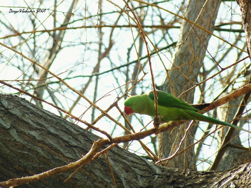 İskender papağanı » Alexandrine Parakeet » Psittacula eupatria