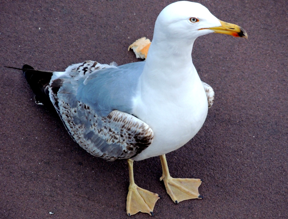 Gümüş martı » Yellow-legged Gull » Larus michahellis