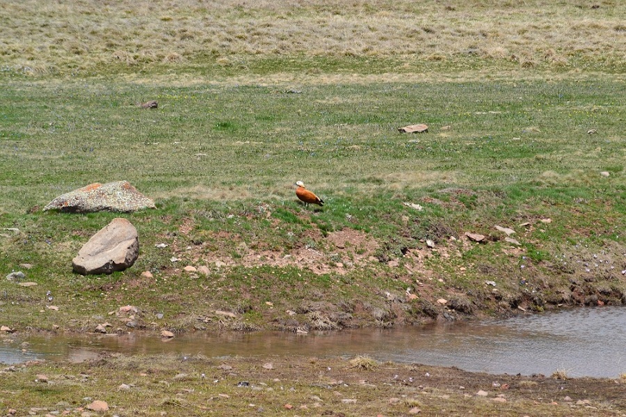 Angıt » Ruddy Shelduck » Tadorna ferruginea